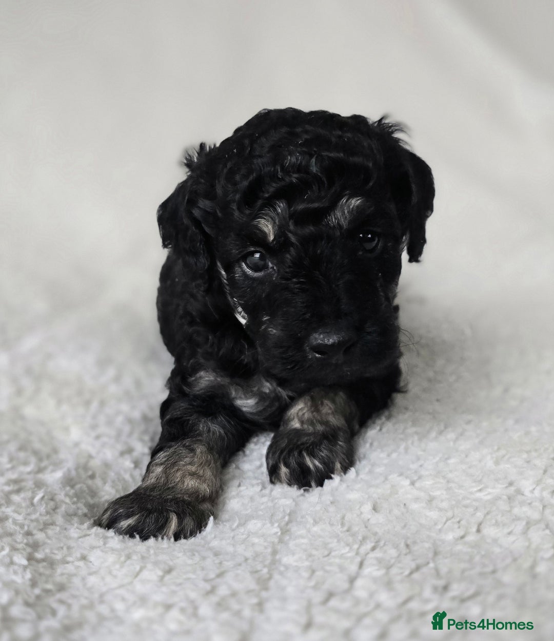 Miniature Poodle dogs for sale: SMALL SIZE MINIATURE PUPPIES RARE COLOUR DNA TEST - Image 16