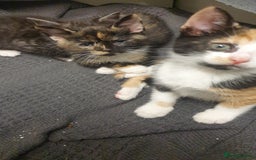 Mixed Breed cats for sale: 5 kittens looking for forever homes. - Image 8