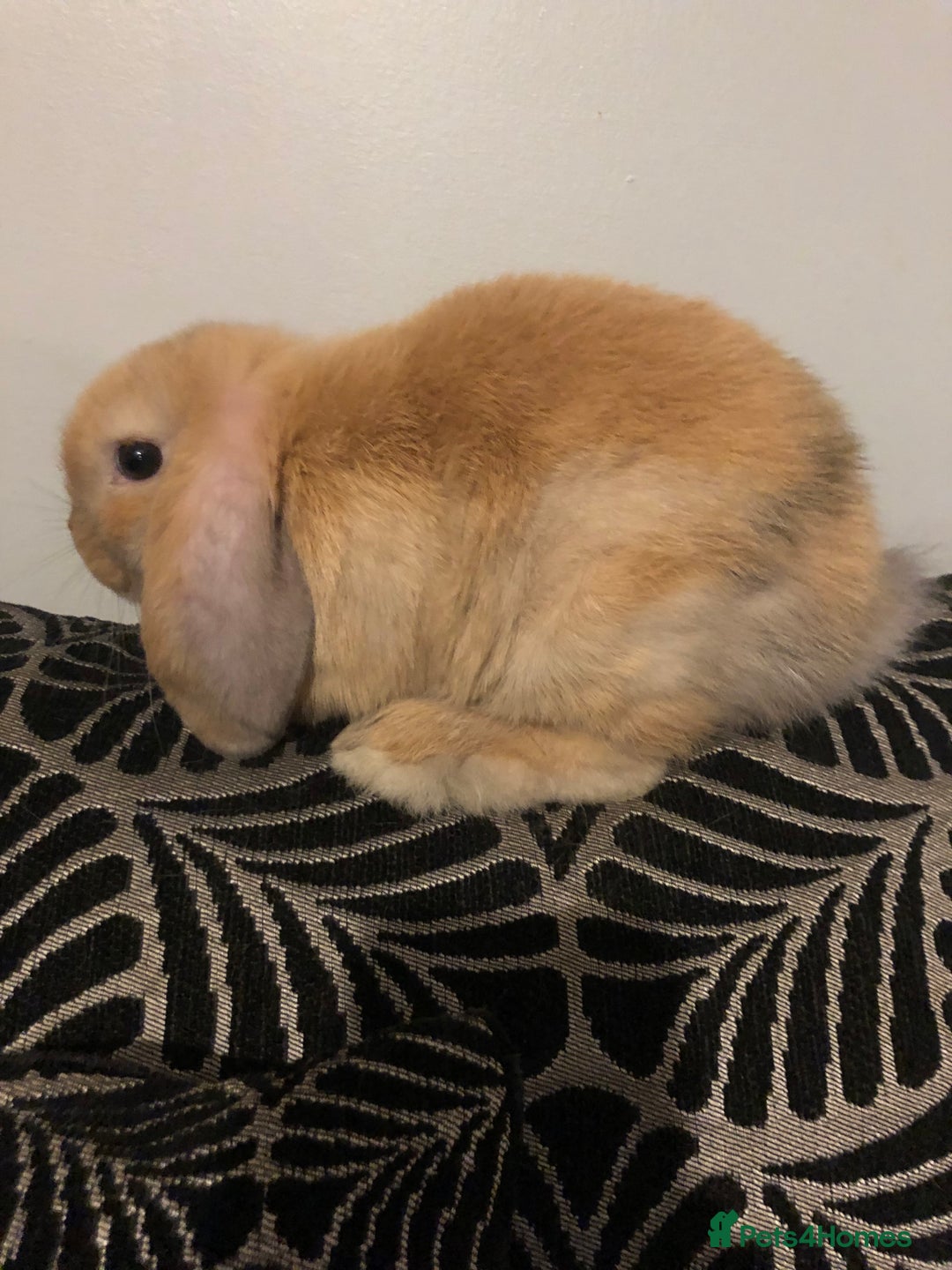 Mini Lop rabbits for sale: Beautiful Mini Lop Rabbits  - Image 14