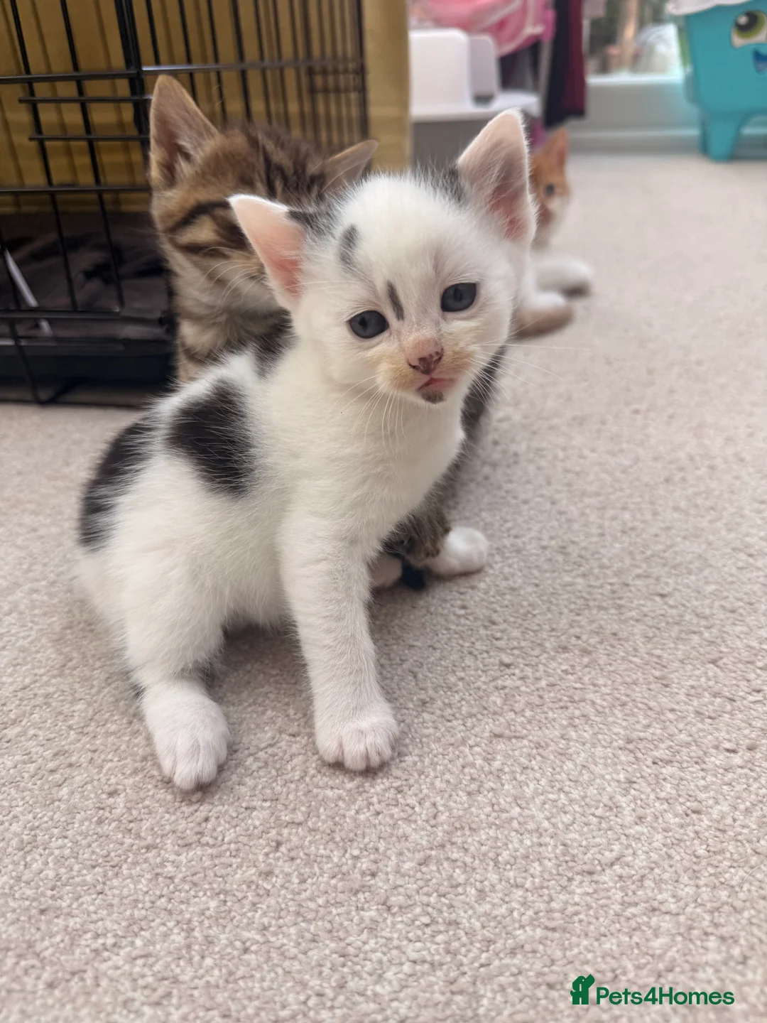 Mixed Breed cats for sale: Maine coon cross kittens  - Advert 2