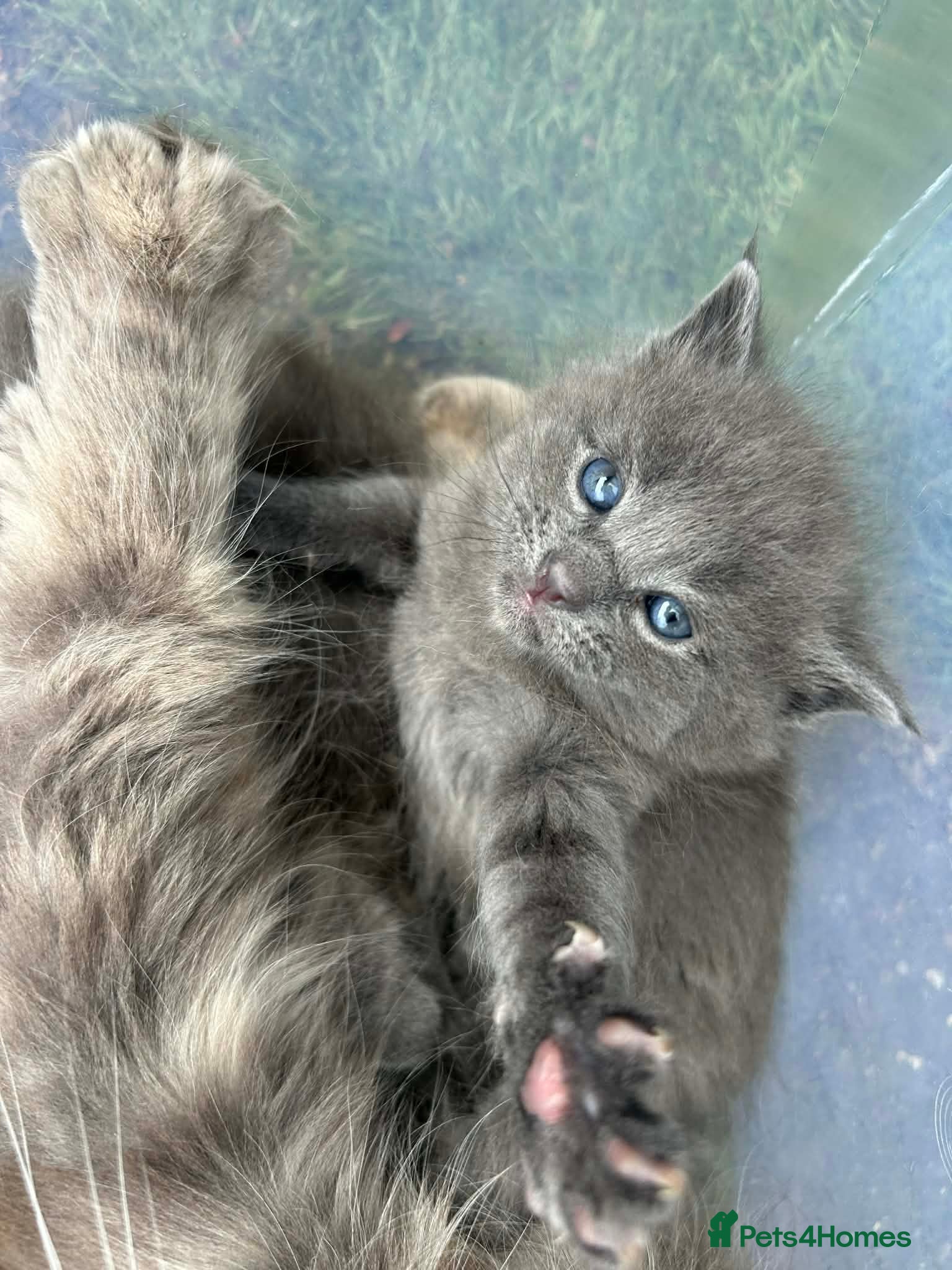 Maine Coon cats Mainecoon kittens grey smoke coats  - Advert 15