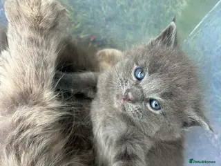 Maine Coon cats Mainecoon kittens grey smoke coats - Advert 15