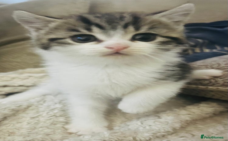 Persian cats - Advert 1
