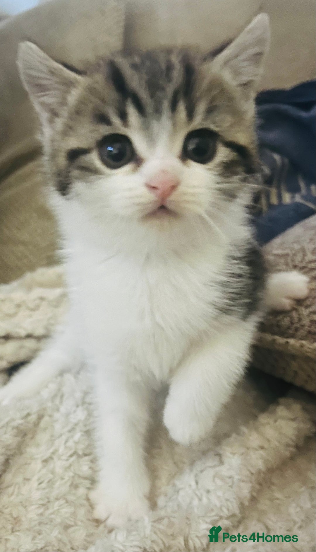 Persian cats for sale: persian x bengal - Image 1