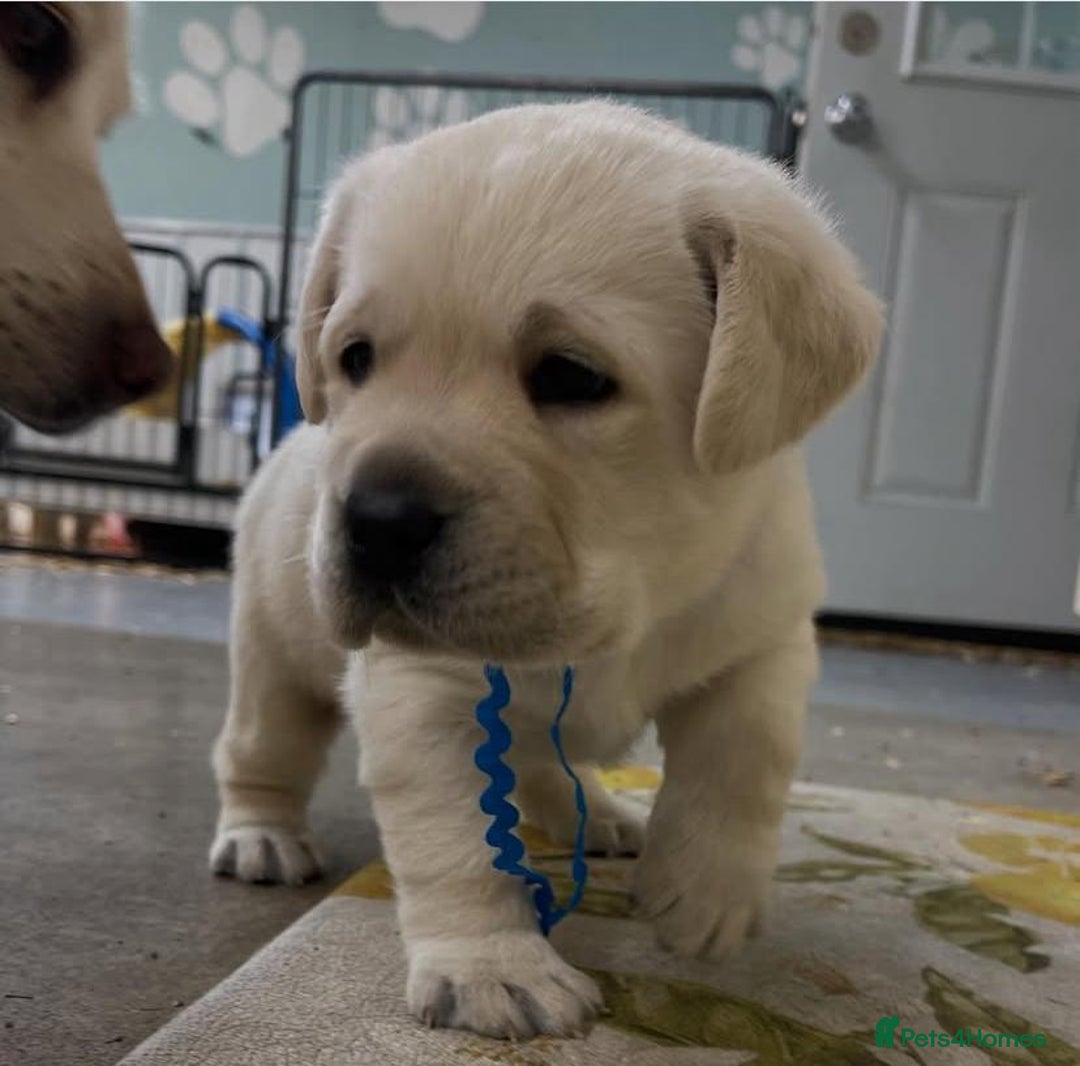 Labrador Retriever dogs for sale: stunning litter of KC registered Labrador - Image 6