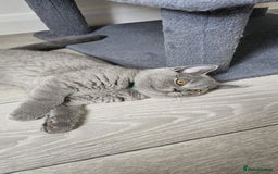 British Shorthair cats for sale: British Blue Shorthair - Image 21