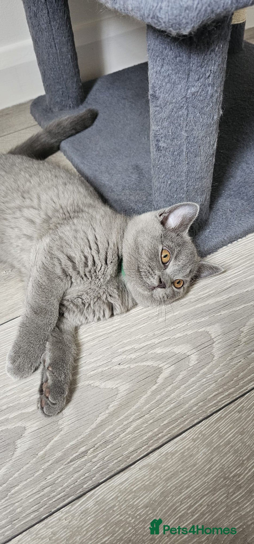 British Shorthair cats for sale: British Blue Shorthair - Image 21