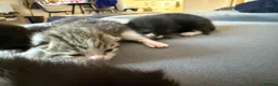 Mixed Breed cats for sale: 3 male kittens for sale  in Evesham - Advert 15