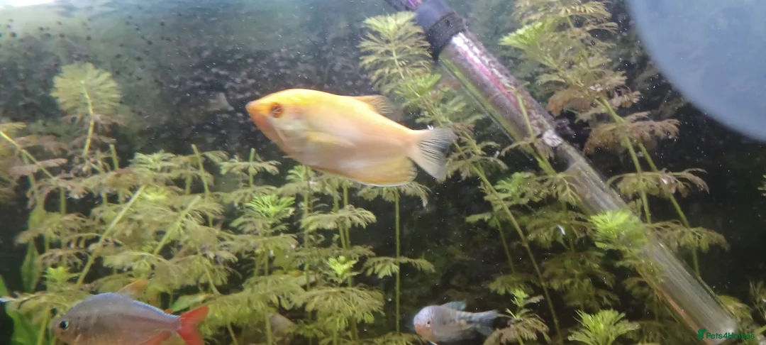 Gouramis fish for sale: 2 gourami - Advert 2