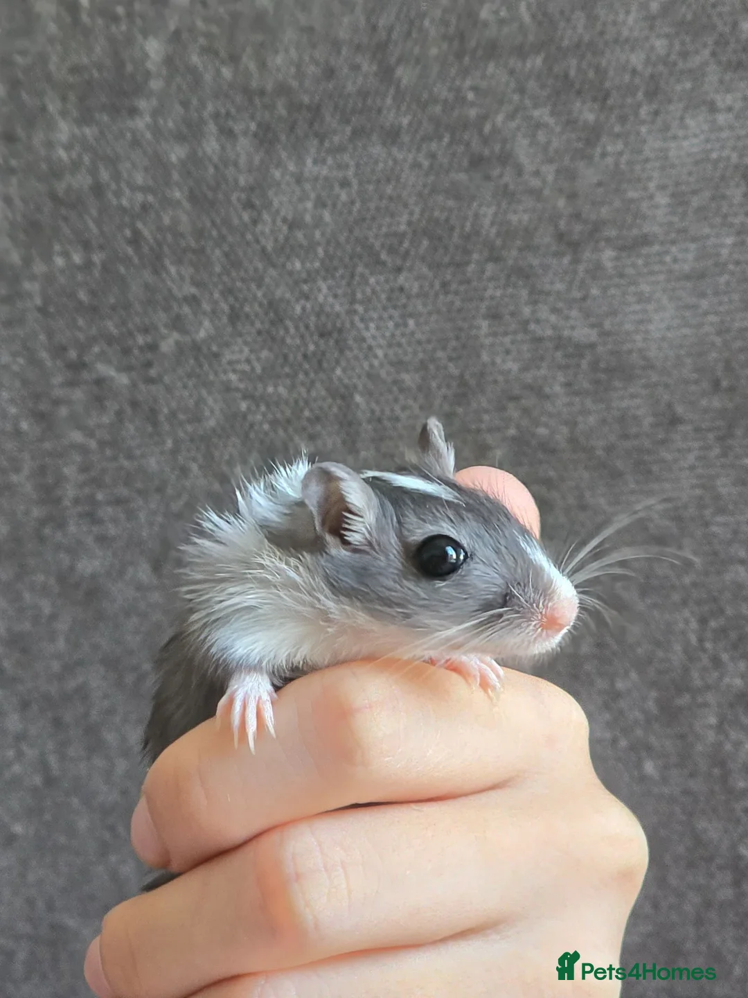 Gerbil rodents for sale: Hand tame baby gerbils ready now for new homes! - Advert 2