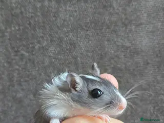 Gerbil rodents Hand tame baby gerbils ready now for new homes! - Advert 2