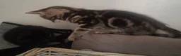 Mixed Breed cats for sale: girl and boy - Advert 5