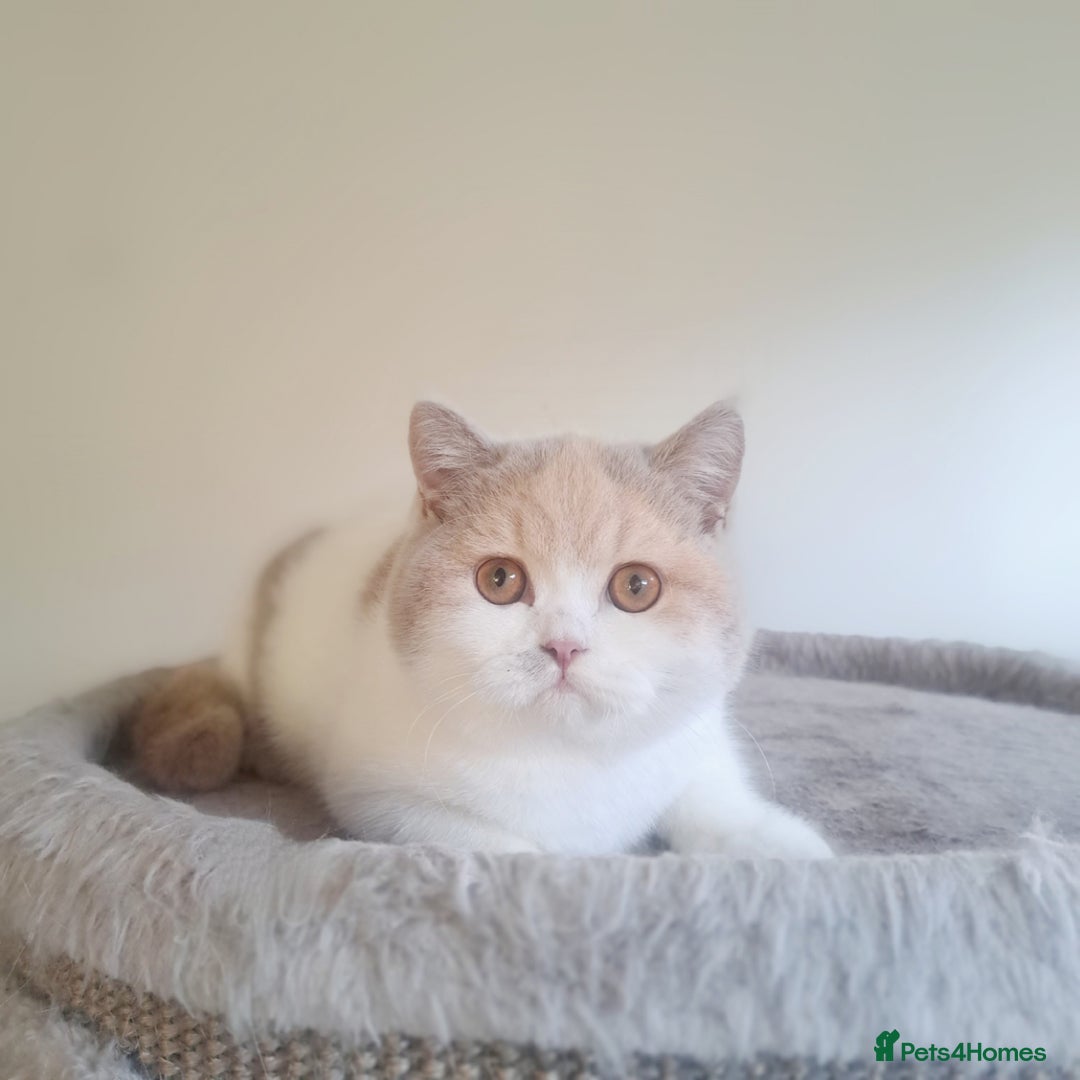 British Shorthair cats for sale: British Shorthair Fawn Tortie & White Female - Advert 15