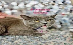 British Shorthair cats for sale: British shorthair x ragdoll mix  - Image 5