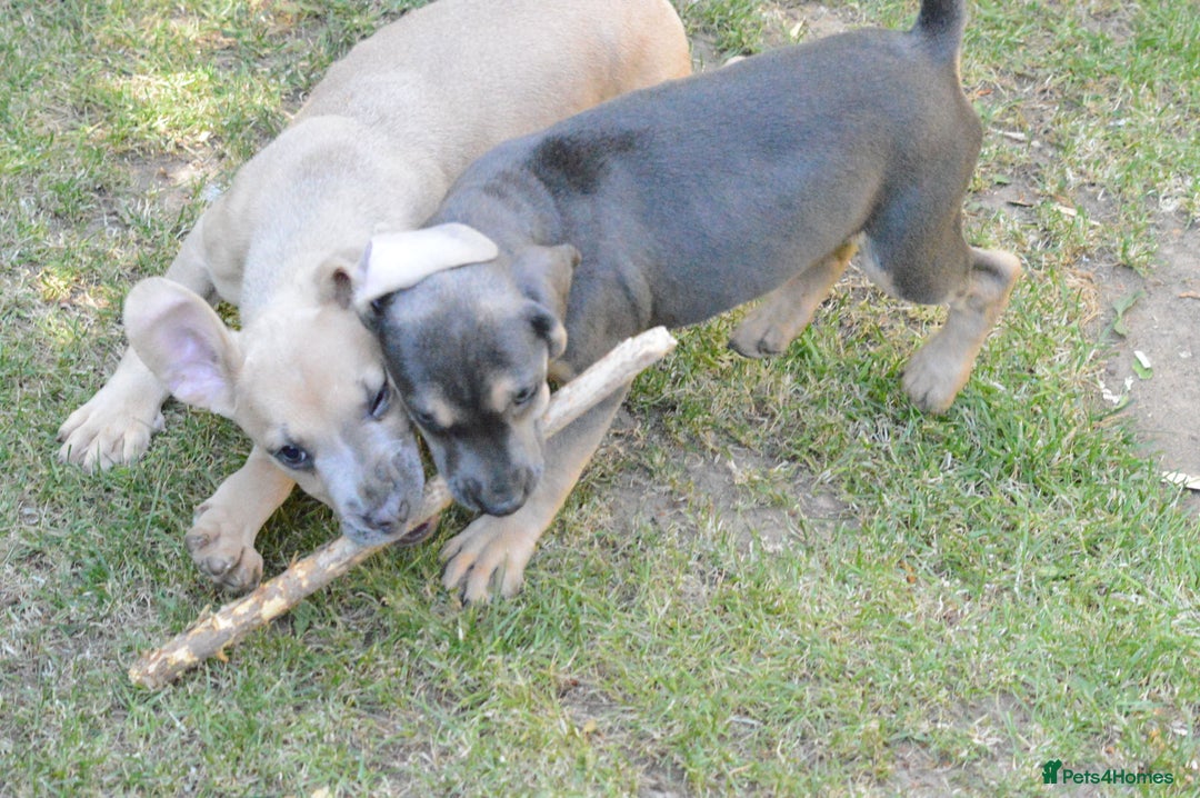 Mixed Breed dogs for sale: Mixed Breed Pups - Image 16