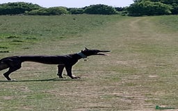 Mixed Breed dogs for sale: Lurcher male for urgent rehome - Image 5