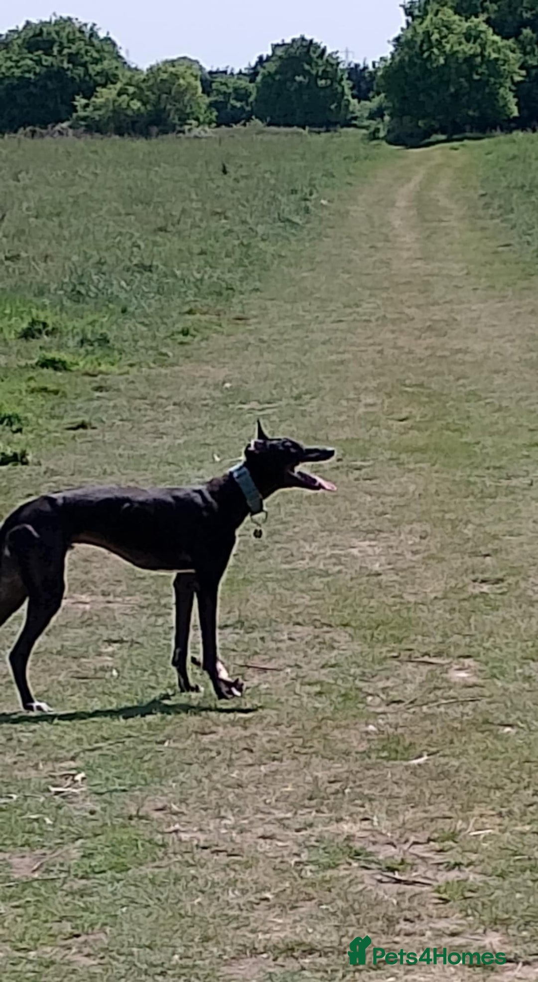 Mixed Breed dogs for sale: Lurcher male for urgent rehome - Image 5