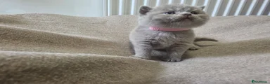 British Shorthair 4