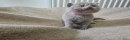 British Shorthair cats for sale: Beautiful Bsh kittens  - Advert 4
