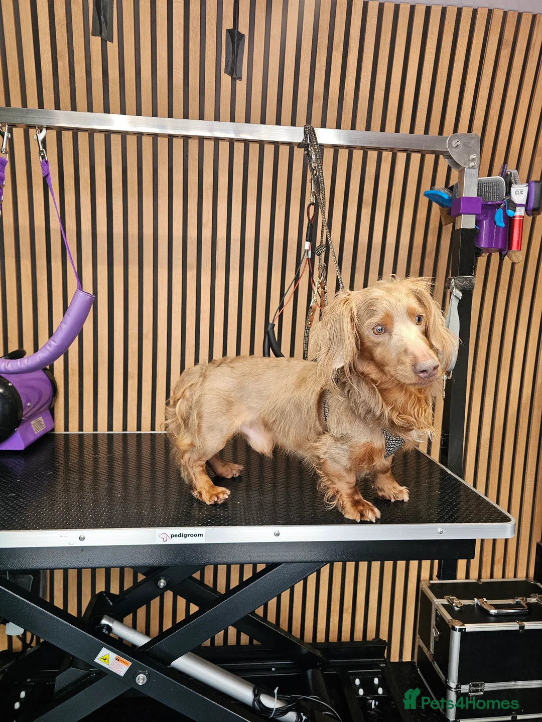 Miniature Dachshund dogs for stud: **RogueRoyales Luxe** PRA Clear Long Hair in Wolverhampton - Advert 2