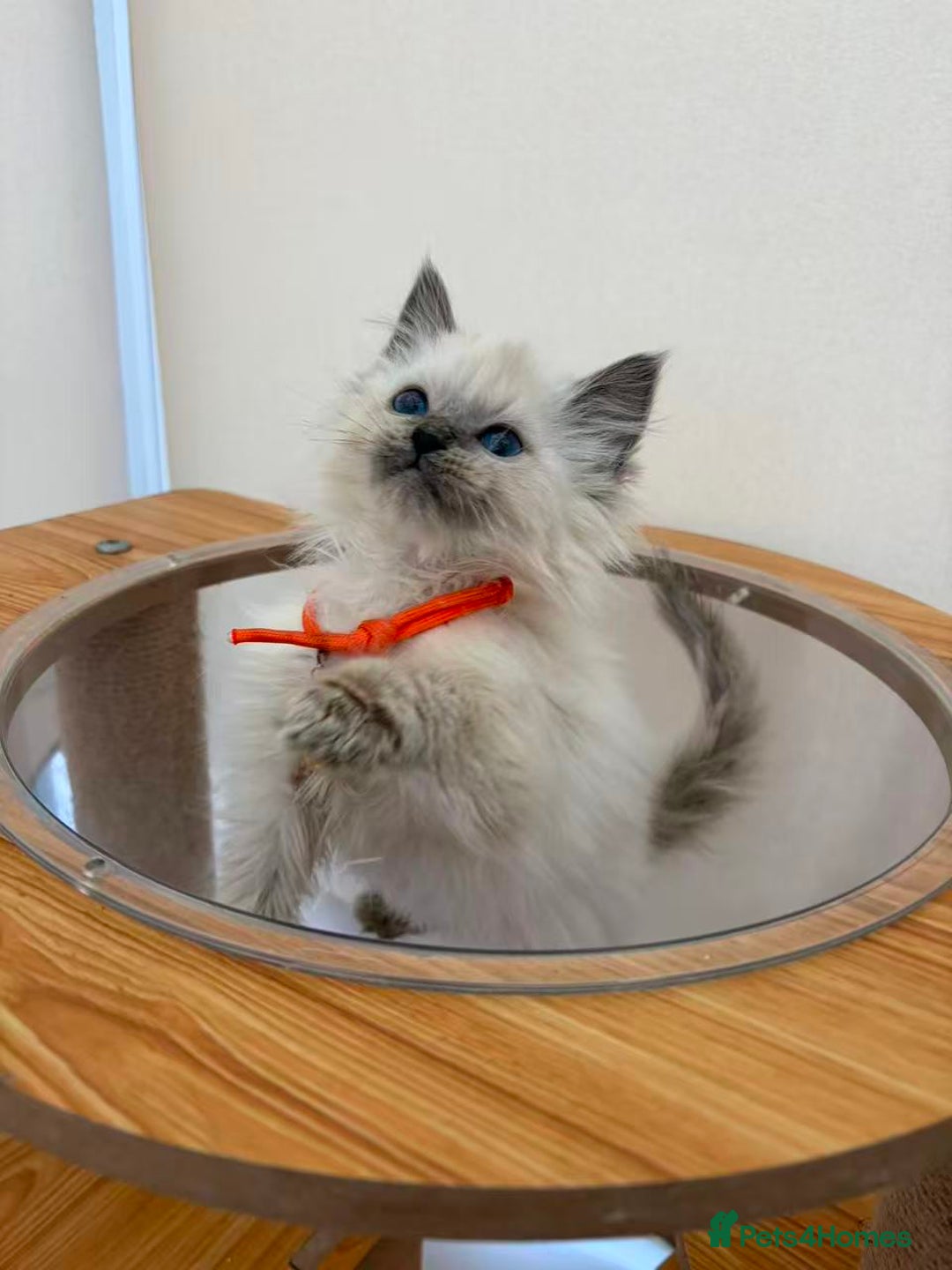 Ragdoll cats for sale: 8 purebred Ragdoll cats - Advert 8