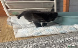 Ragdoll cats for sale: Beautiful ragdoll looking for ther forever home  - Image 2