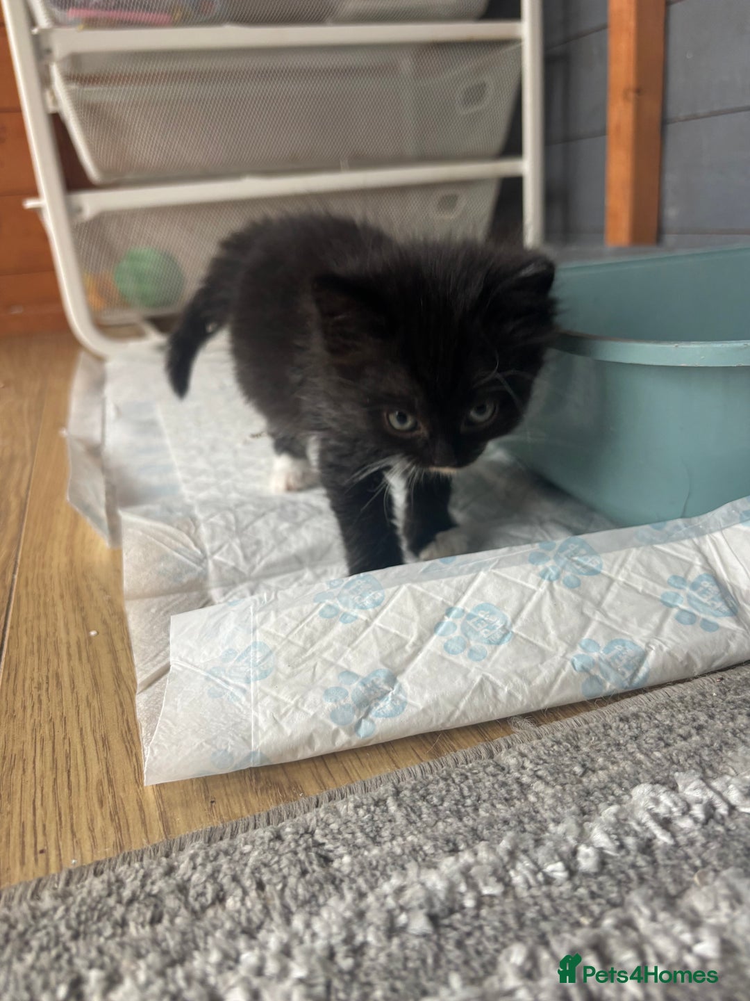 Ragdoll cats for sale: Beautiful ragdoll looking for ther forever home  - Image 2