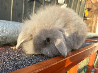 Lionhead rabbits Lion head babies - Advert 1
