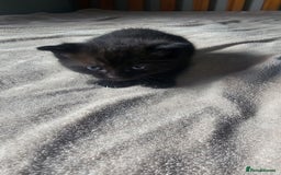 Mixed Breed cats for sale: Kittens for sale - Image 4
