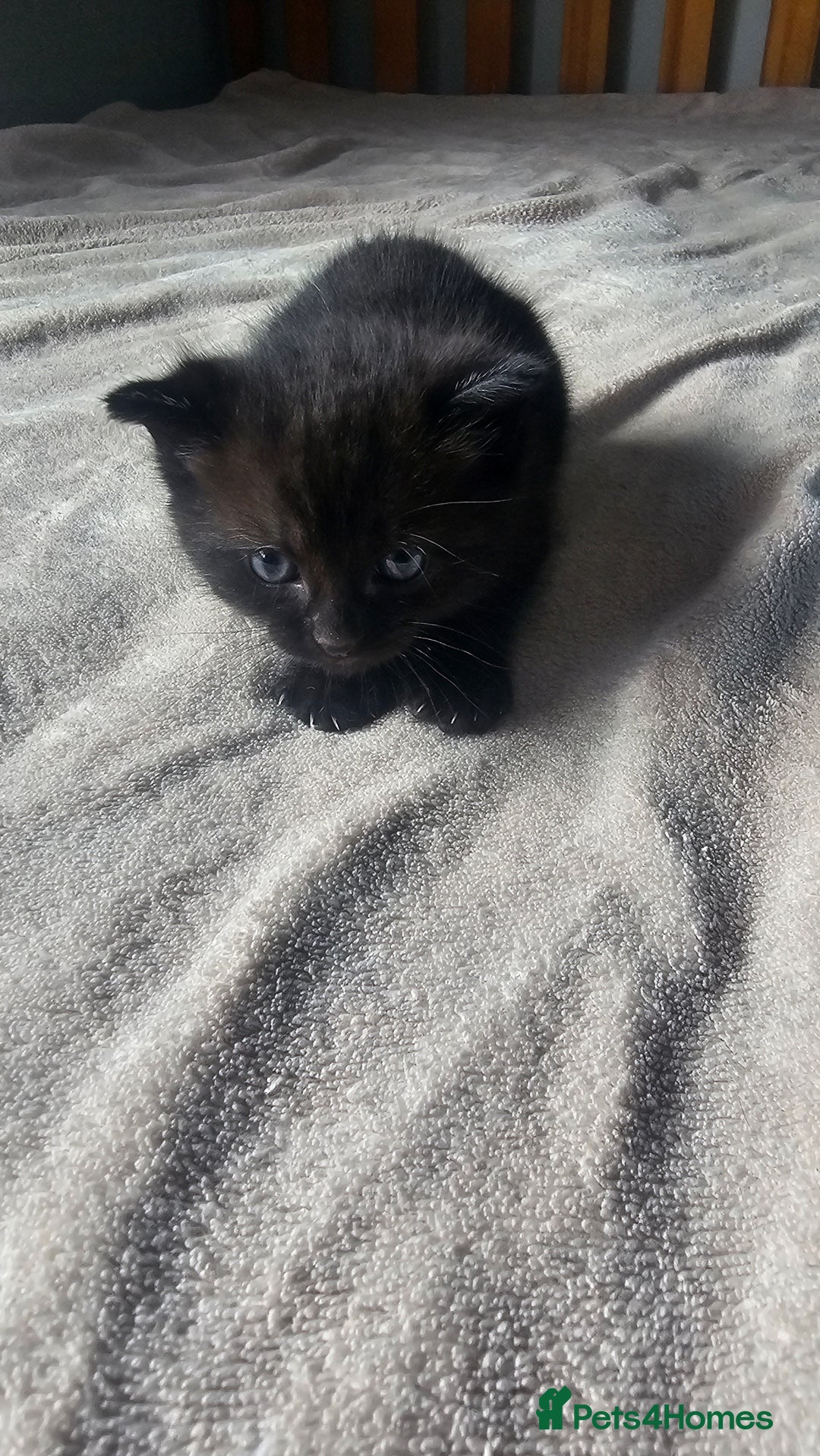 Mixed Breed cats for sale: Kittens for sale - Image 4