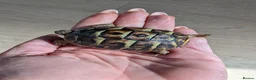 Tortoise reptiles for sale: Herman dwarf  in Banbury - Advert 3