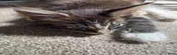 Maine Coon cats for sale: Beautiful Pedigree Maine Coon Kittens  - Advert 25