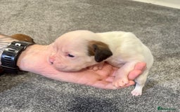 Boxer dogs for sale: KC Registered Boxer Puppies - Image 16