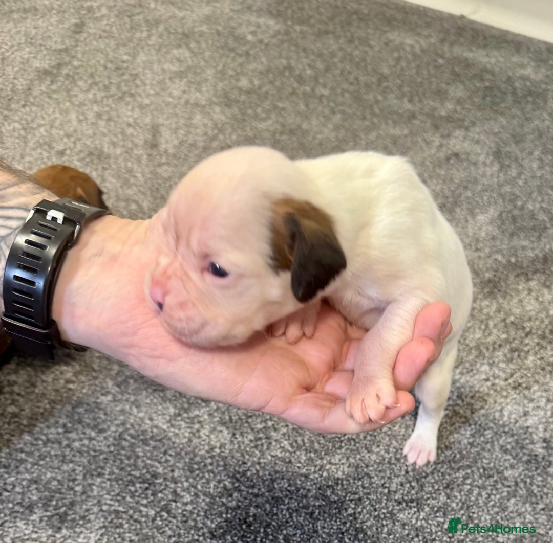 Boxer dogs for sale: KC Registered Boxer Puppies - Image 16