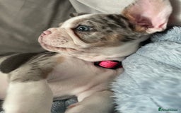 French Bulldog dogs for sale: Stunning Female Merle French Bulldog.  - Image 3