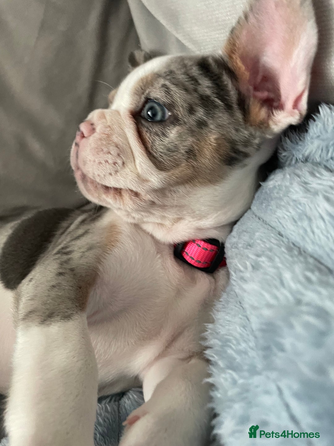French Bulldog dogs for sale: Stunning Female Merle French Bulldog.  - Image 3