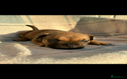 American Bully dogs for sale: Pocket bully male  - Advert 2