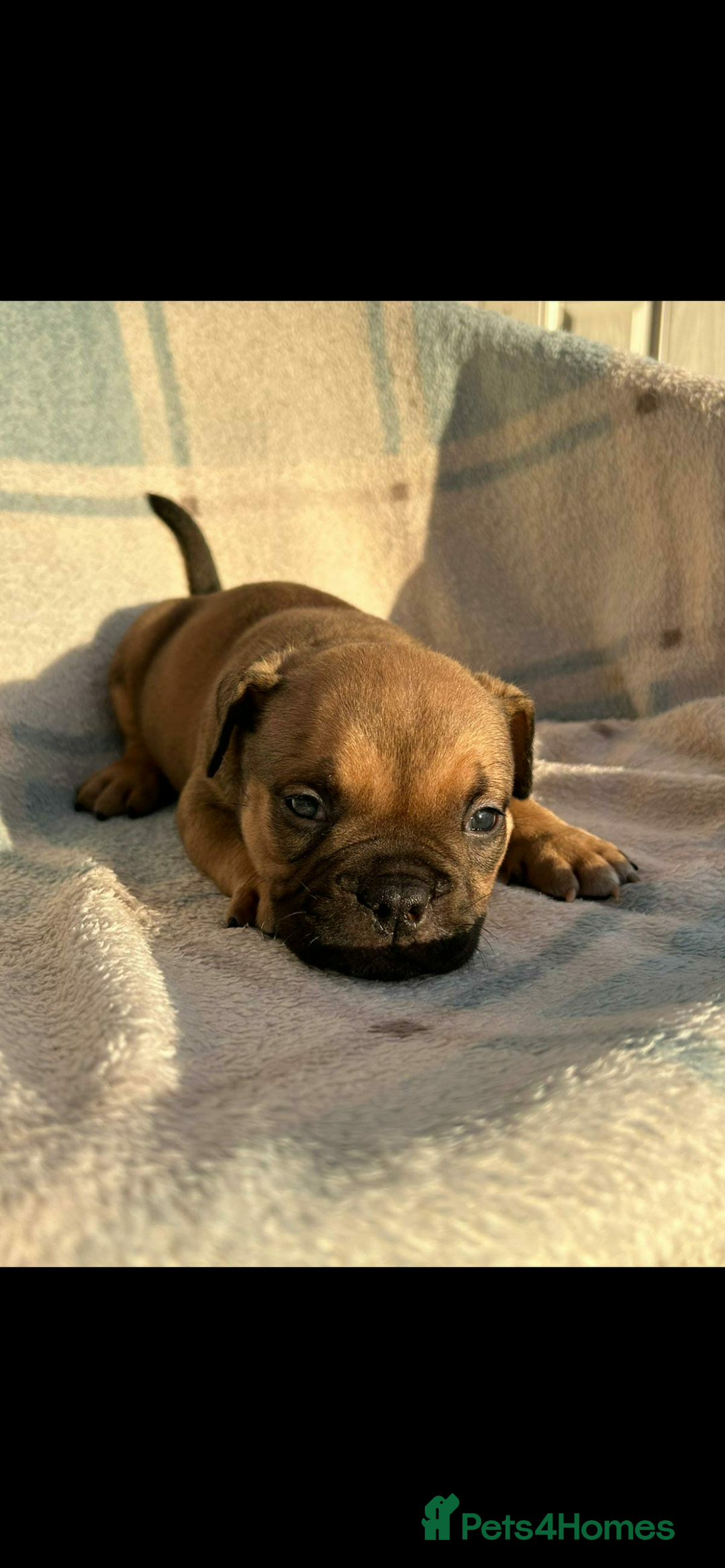 American Bully dogs for sale: Pocket bully male  - Advert 2