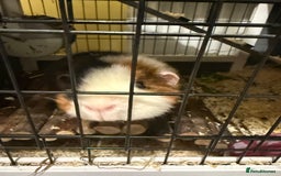 Guinea Pig rodents for sale: Four female guinea pigs and hutch for sale - Image 4