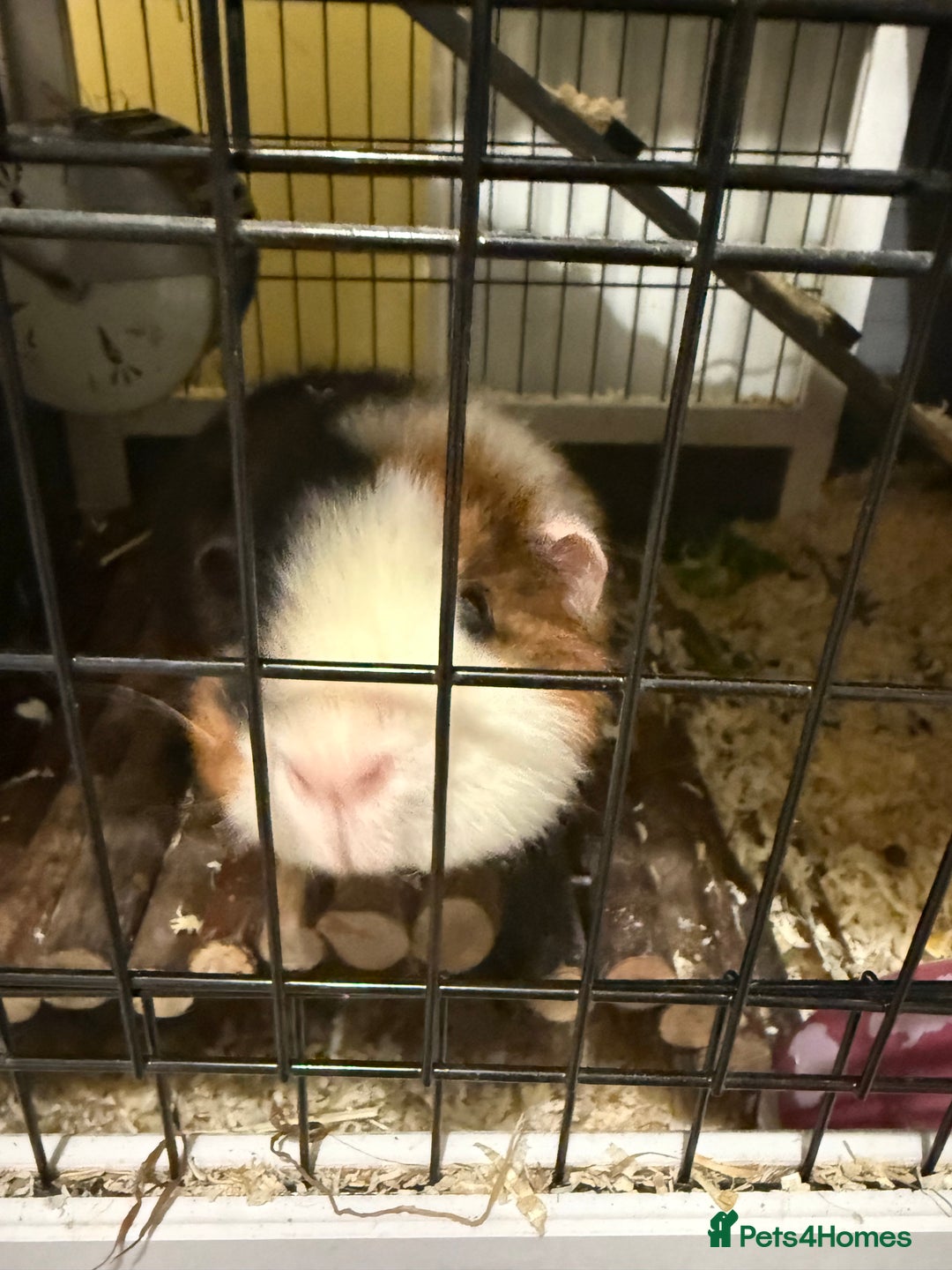 Guinea Pig rodents for sale: Four female guinea pigs and hutch for sale - Image 4