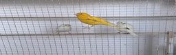 Canaries birds for sale: Fife canaries  - Advert 11