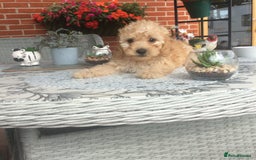 Cockapoo dogs for sale: gorgeous mixed litter of cockapoos  - Image 7