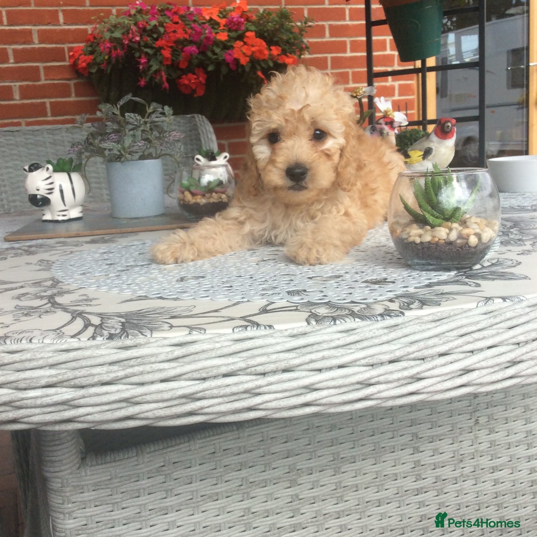 Cockapoo dogs for sale: gorgeous mixed litter of cockapoos  - Image 7