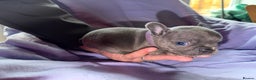 French Bulldog dogs for sale: French bulldog puppies  - Advert 17