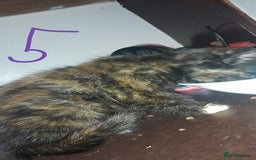 Mixed Breed cats for sale: Kittens for sale - Image 5
