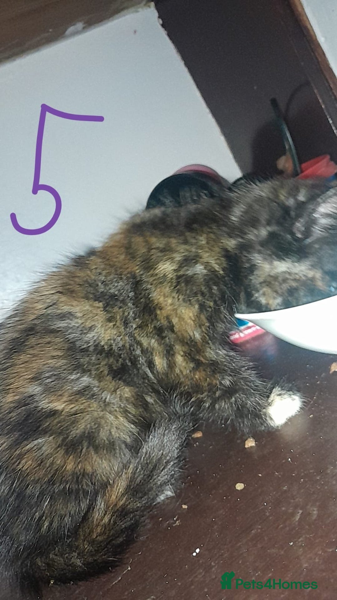 Mixed Breed cats for sale: Kittens for sale - Image 5