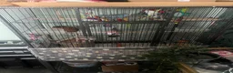 Budgerigars birds for sale: Three beautiful budgies!  - Advert 4