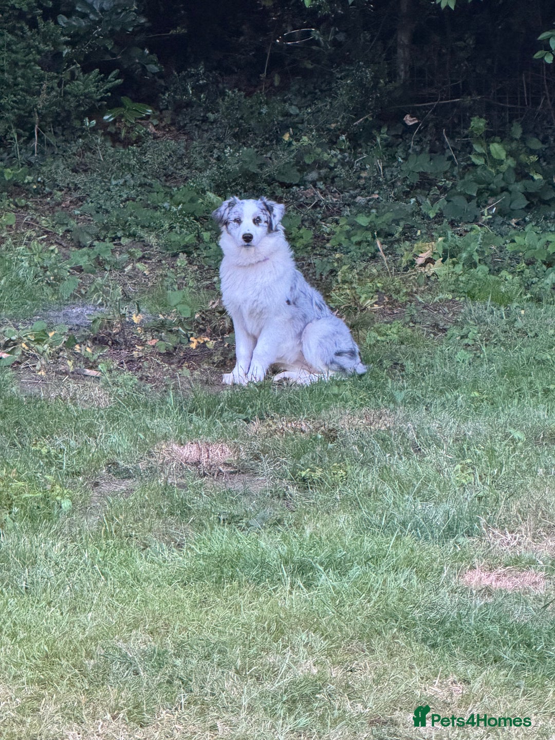 Australian Shepherd dogs for sale: Misty - Image 5