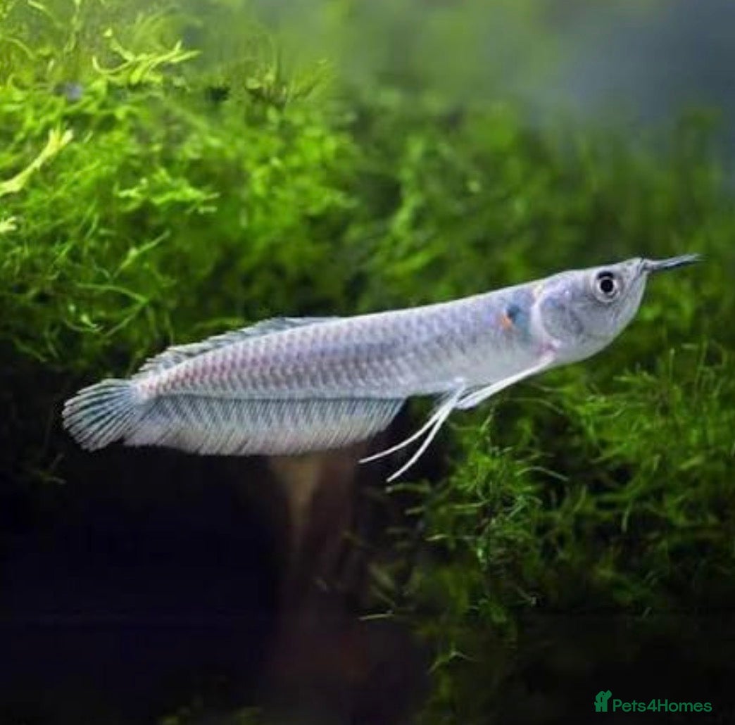 Cichlids fish Mix of CichlidS and others  - Advert 19