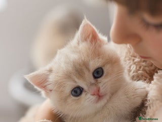 British Shorthair cats Cuddly Golden Blue British Shorthair girl - Advert 15